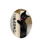 黒猫ひじきの日常（個別スタンプ：10）