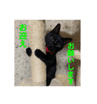 黒猫ひじきの日常（個別スタンプ：11）