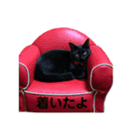 黒猫ひじきの日常（個別スタンプ：12）
