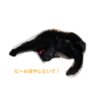 黒猫ひじきの日常（個別スタンプ：13）