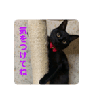 黒猫ひじきの日常（個別スタンプ：14）