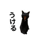 黒猫ひじきの日常（個別スタンプ：16）