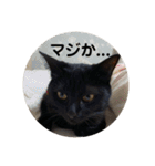 黒猫ひじきの日常（個別スタンプ：17）