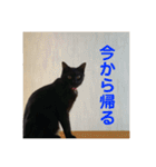 黒猫ひじきの日常（個別スタンプ：18）