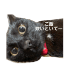 黒猫ひじきの日常（個別スタンプ：19）