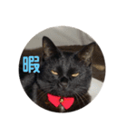 黒猫ひじきの日常（個別スタンプ：20）