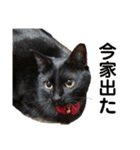 黒猫ひじきの日常（個別スタンプ：21）