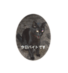 黒猫ひじきの日常（個別スタンプ：24）