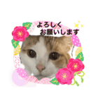 MOFBの七五三（個別スタンプ：5）