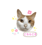MOFBの七五三（個別スタンプ：9）