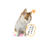 MOFBの七五三（個別スタンプ：10）