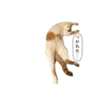 MOFBの七五三（個別スタンプ：16）