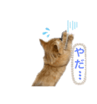 MOFBの七五三（個別スタンプ：18）