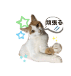MOFBの七五三（個別スタンプ：27）
