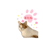 MOFBの七五三（個別スタンプ：34）