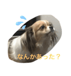 シェリちゃんファミリー2（個別スタンプ：5）