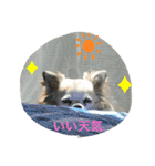シェリちゃんファミリー2（個別スタンプ：11）