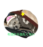 シェリちゃんファミリー2（個別スタンプ：12）
