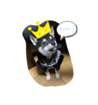柴犬 くらんスタンプ（個別スタンプ：1）