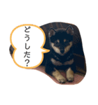 柴犬 くらんスタンプ（個別スタンプ：2）