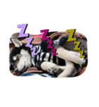 柴犬 くらんスタンプ（個別スタンプ：3）