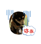 柴犬 くらんスタンプ（個別スタンプ：4）