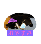 柴犬 くらんスタンプ（個別スタンプ：5）