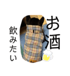 柴犬 くらんスタンプ（個別スタンプ：6）