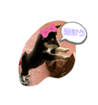 柴犬 くらんスタンプ（個別スタンプ：7）