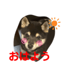 柴犬 くらんスタンプ（個別スタンプ：8）