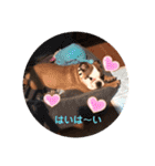 ブルドッグのデニラシ兄弟♡2（個別スタンプ：20）