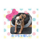 ブルドッグのデニラシ兄弟♡2（個別スタンプ：22）
