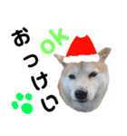 豆柴犬のクリスマス（個別スタンプ：2）