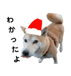 豆柴犬のクリスマス（個別スタンプ：3）
