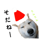 豆柴犬のクリスマス（個別スタンプ：4）