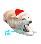 豆柴犬のクリスマス（個別スタンプ：5）