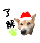 豆柴犬のクリスマス（個別スタンプ：6）