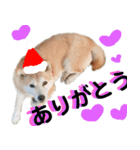 豆柴犬のクリスマス（個別スタンプ：7）