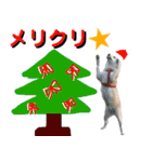 豆柴犬のクリスマス（個別スタンプ：8）
