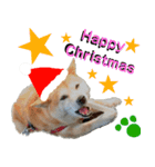 豆柴犬のクリスマス（個別スタンプ：10）