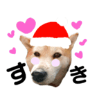 豆柴犬のクリスマス（個別スタンプ：11）