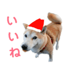 豆柴犬のクリスマス（個別スタンプ：12）