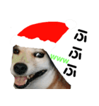 豆柴犬のクリスマス（個別スタンプ：13）