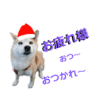 豆柴犬のクリスマス（個別スタンプ：14）