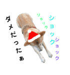 豆柴犬のクリスマス（個別スタンプ：15）