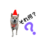 豆柴犬のクリスマス（個別スタンプ：16）