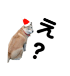 豆柴犬のクリスマス（個別スタンプ：17）