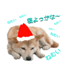 豆柴犬のクリスマス（個別スタンプ：18）