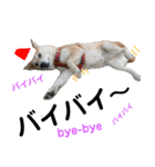 豆柴犬のクリスマス（個別スタンプ：19）