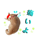 豆柴犬のクリスマス（個別スタンプ：21）